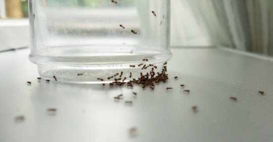 ants in home