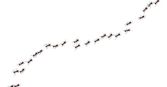 Trail of ants