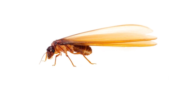termite