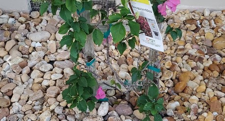 Bougainvillea Damage