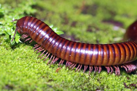 Millipede Madness
