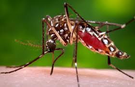 Mosquito Control Tips