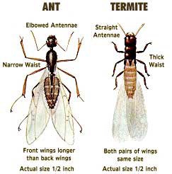 Winged Termite and ant