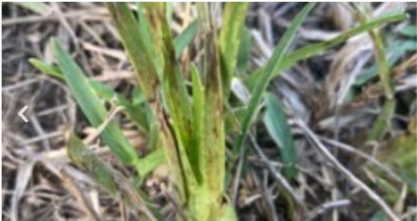 Lethal Viral Necrosis