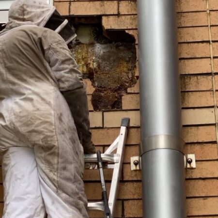 Bee Hive in House