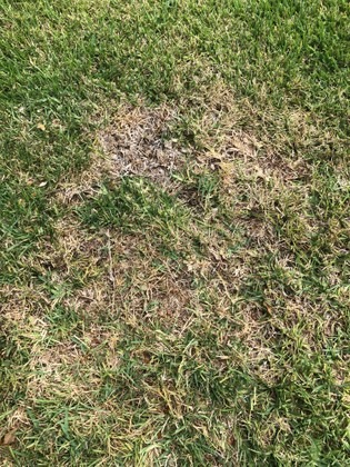 Lawn Disease