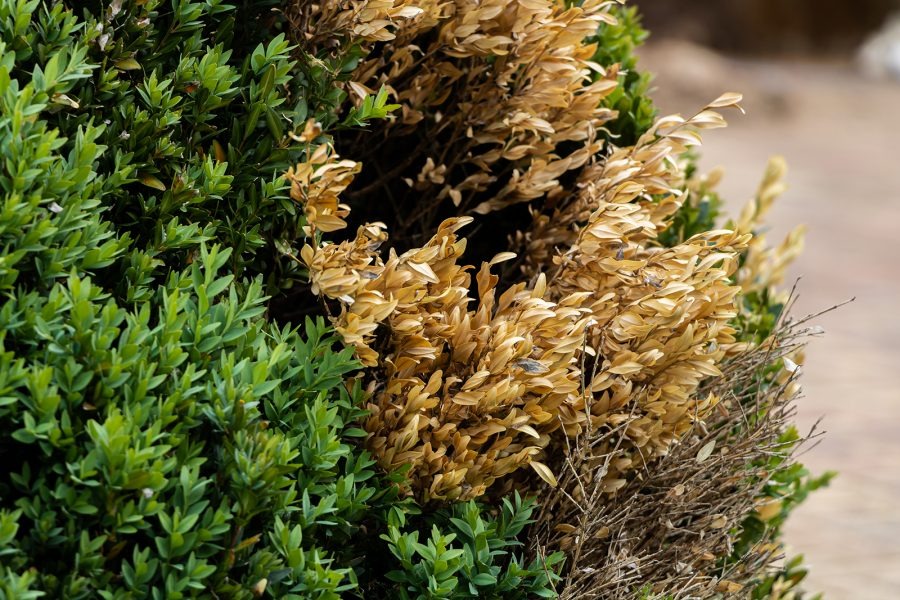 Lawn and Ornamental Disease