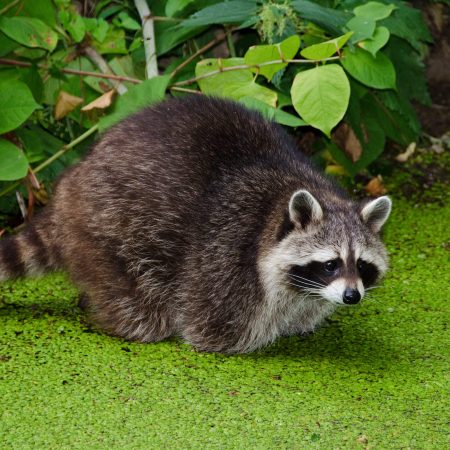 Raccoon