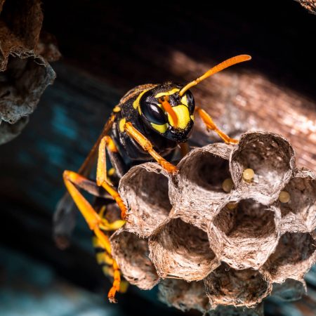 Wasp on Nest