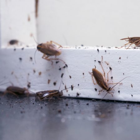 Roaches