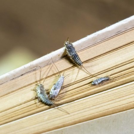 Silverfish
